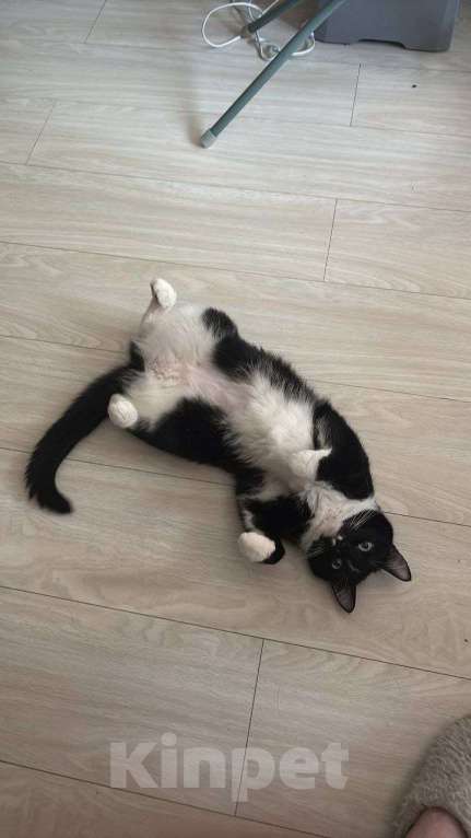 Кошки в Москве: кошка Шошанна срочно ищет дом Девочка, Бесплатно - фото 8