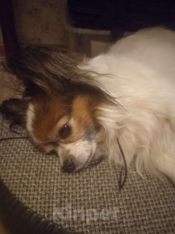 Собаки в Кировске: Отдам бесплатно Девочка, Бесплатно - фото 1