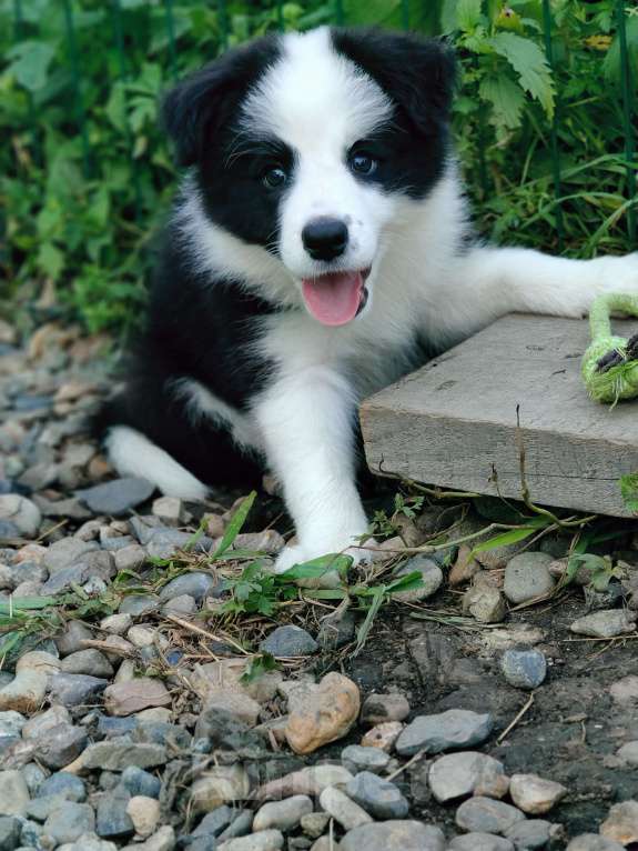 Собаки в других городах Приморского края: Бордер колли, документы РКФ Девочка, 100 000 руб. - фото 2