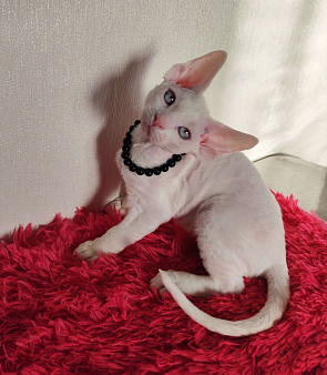 Котенок Девон Рекс белый мальчик с голубыми глазами