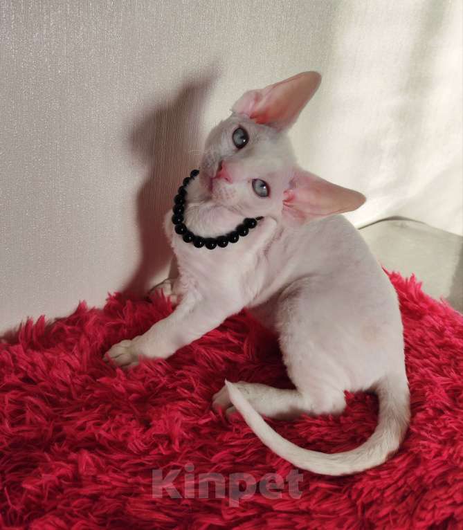 Кошки в Горячем Ключе: Котенок Девон Рекс белый мальчик с голубыми глазами Мальчик, 50 000 руб. - фото 1