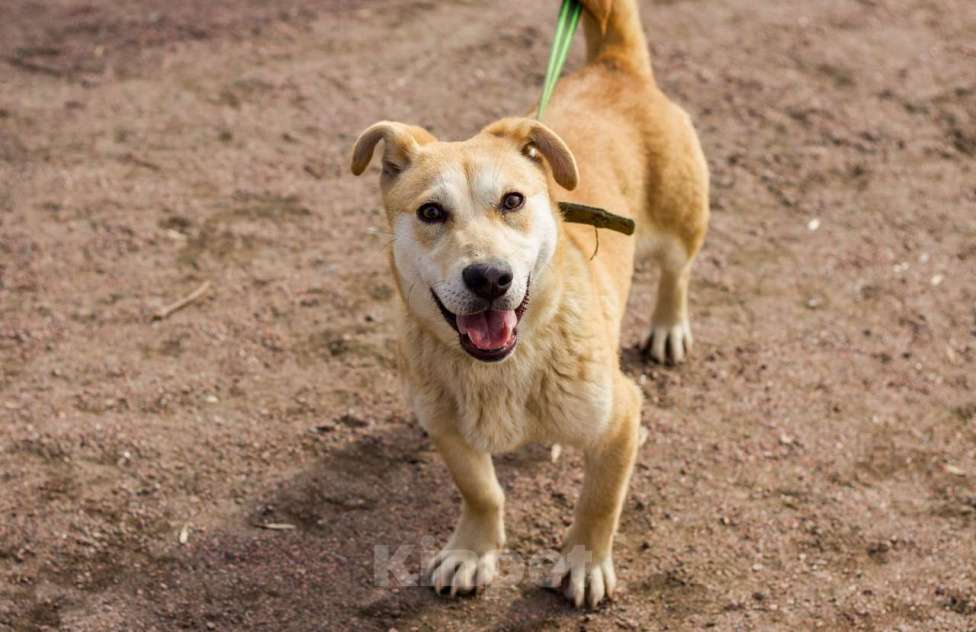 Собаки в Санкт-Петербурге: Собачка размером с корги ищет дом Девочка, Бесплатно - фото 3