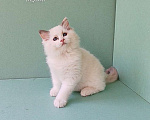 Кошки в Пензе: Котёнок девочка породы Рэгдолл - Bella Девочка, 65 000 руб. - фото 2