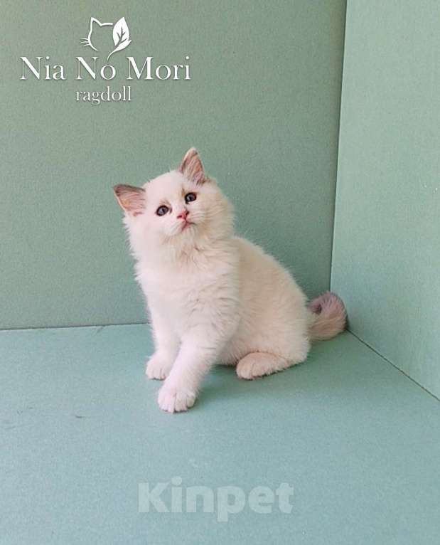 Кошки в Пензе: Котёнок девочка породы Рэгдолл - Bella Девочка, 65 000 руб. - фото 2