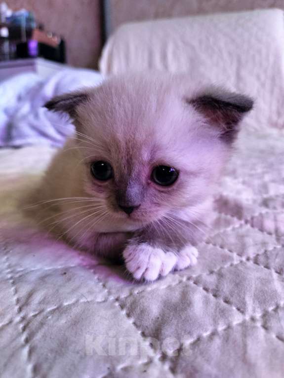 Кошки в Новороссийске: Мальчик вислоухихй Мальчик, 10 000 руб. - фото 6