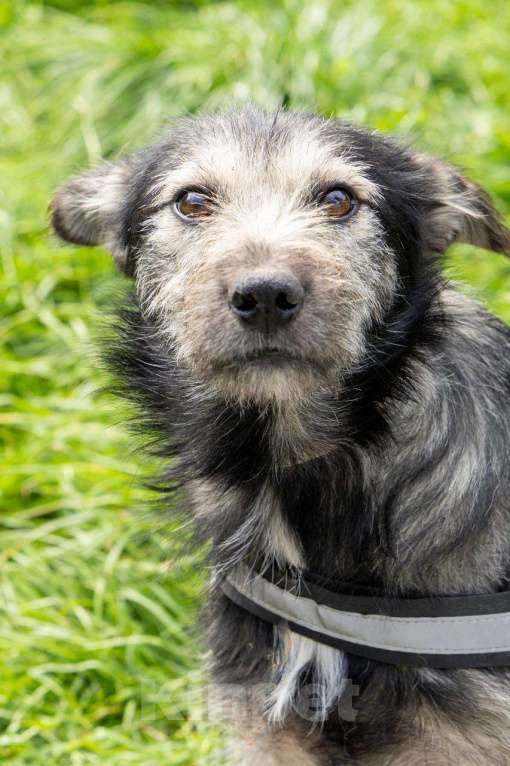 Собаки в Химках: Бруно ищет дом Мальчик, Бесплатно - фото 7