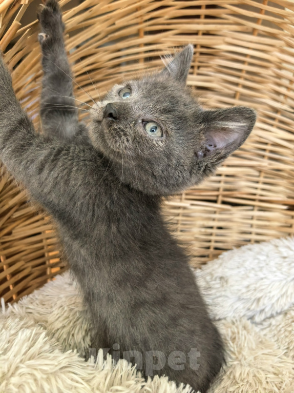 Кошки в Калуге: Синди-Синдерелла, пепельная малышка. Котенок в добрые руки. Девочка, Бесплатно - фото 4