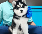 Собаки в Пензе: Хаски Щенки Разных окрасов Разнополые, Бесплатно - фото 1