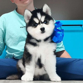 Хаски Щенки Разных окрасов