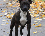 Собаки в Калининграде: Щенок стаффордширского бультерьера  Мальчик, 50 000 руб. - фото 4