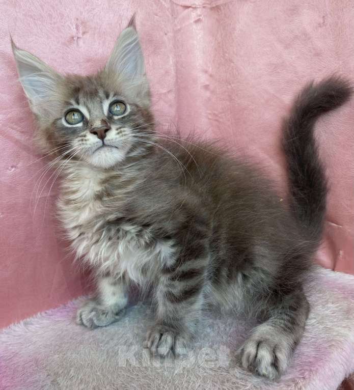 Кошки в Кировске (Мурманская область): Boy Мальчик, Бесплатно - фото 2