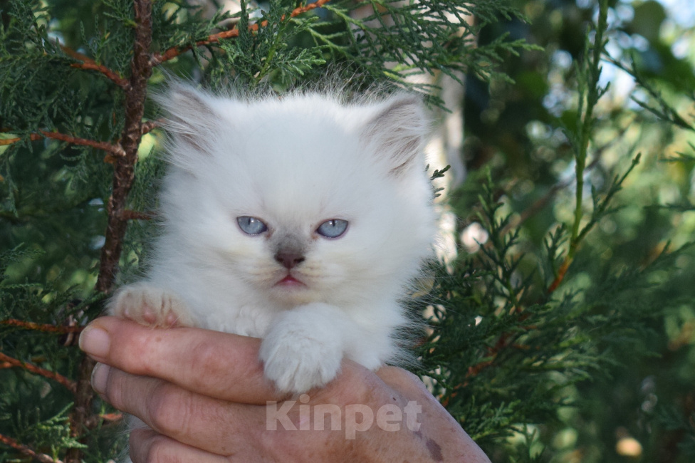 Кошки в Краснодаре: Шотладские котята Девочка, 5 000 руб. - фото 5