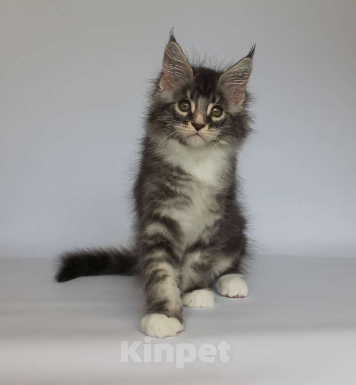 Кошки в Екатеринбурге: Дмитрий. Мальчик мейн-кун Мальчик, 50 000 руб. - фото 3