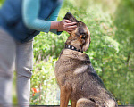 Собаки в Рязани: Хан - умный и благородный пёс Мальчик, Бесплатно - фото 2