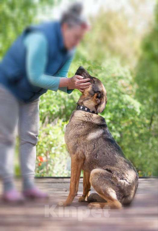 Собаки в Рязани: Хан - умный и благородный пёс Мальчик, Бесплатно - фото 2