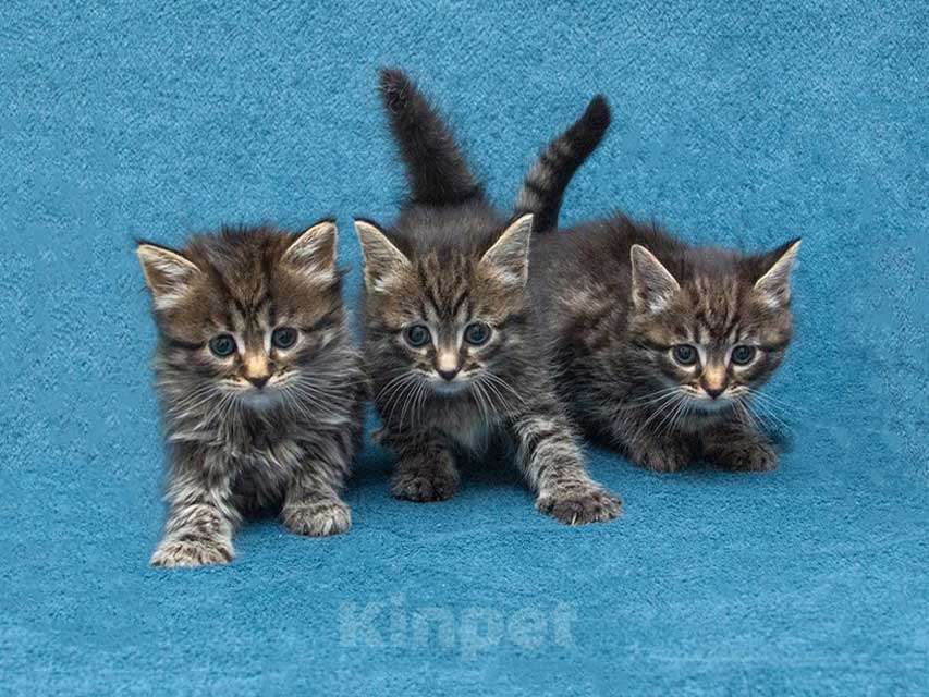 Кошки в Москве: Крохи-котята ищут дом и надёжных, заботливых хозяев Мальчик, Бесплатно - фото 1