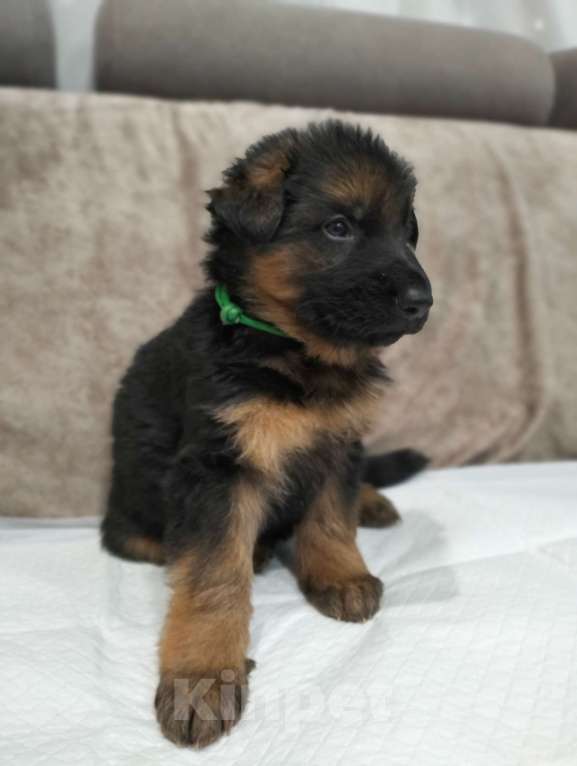 Собаки в других городах Красноярского края: Харви Мальчик, 35 000 руб. - фото 3