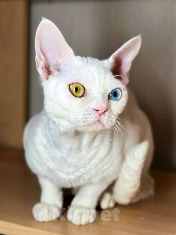 Кошки в Москве: Чудо кот в добрые руки Мальчик, 35 000 руб. - фото 2