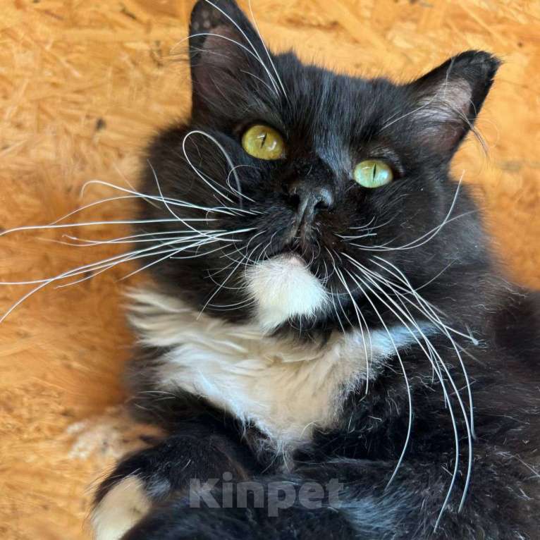 Кошки в Москве: Метис мейн-куна по имени Кефир ищет свою семью! Мальчик, Бесплатно - фото 2