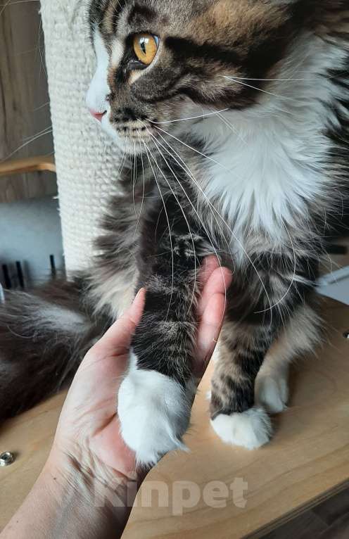 Кошки в Краснодаре: Котенок-гигант Мальчик, 25 000 руб. - фото 4