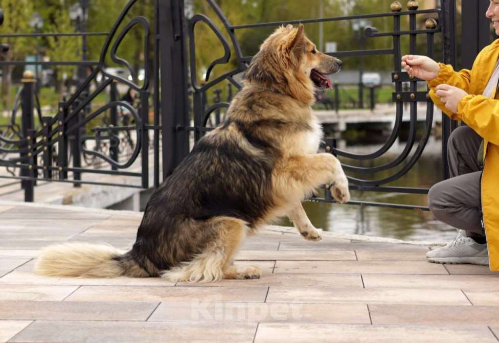 Собаки в Балашихе: Пушистая красотка Паппи в поиске дома Девочка, Бесплатно - фото 9