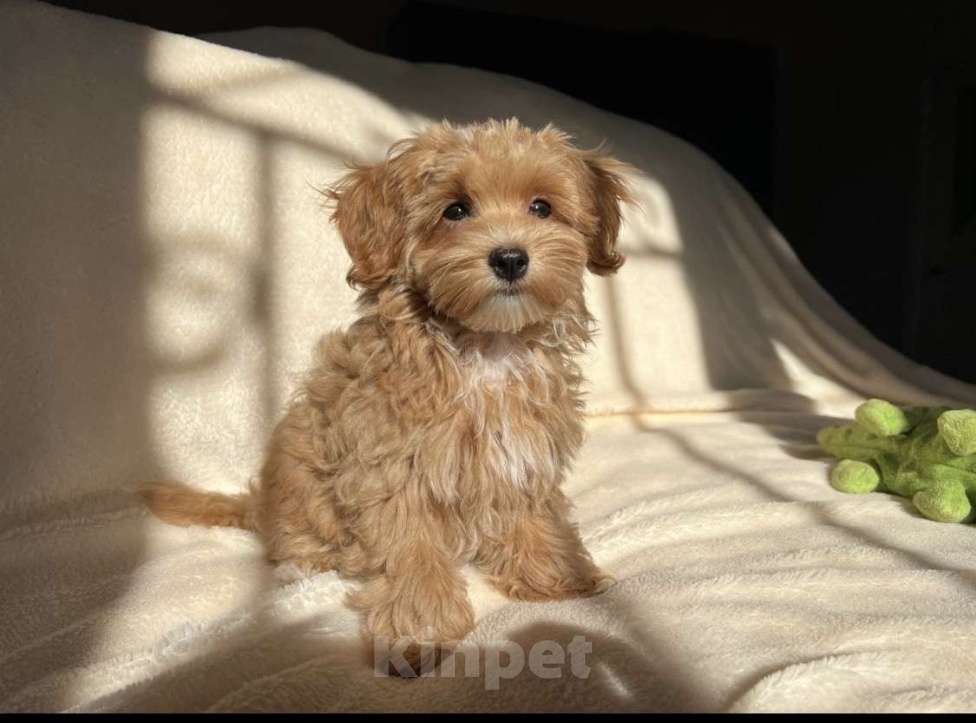 Собаки в Магнитогорске: Девочка Мальтипу мини звездная принцесса 3 мес Девочка, 100 000 руб. - фото 4