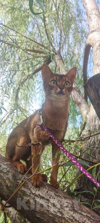 Кошки в Брянске: Абиссинская кошка Девочка, 20 000 руб. - фото 3