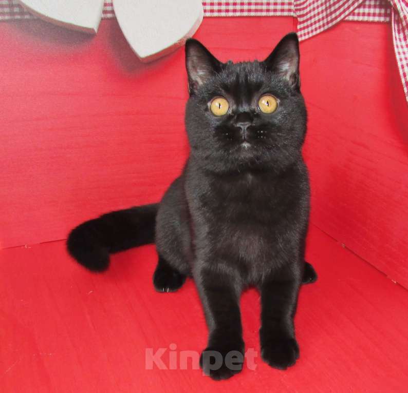 Кошки в Санкт-Петербурге: шотландский черный котик в разведение или в любимцы Мальчик, Бесплатно - фото 3