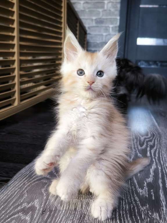 Кошки в Москве: Кот мейн-кун красный дым Мальчик, 60 000 руб. - фото 3