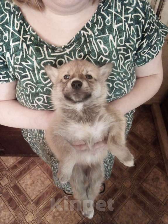 Собаки в Твери: Отдам щенят в добрые руки Девочка, 1 руб. - фото 2