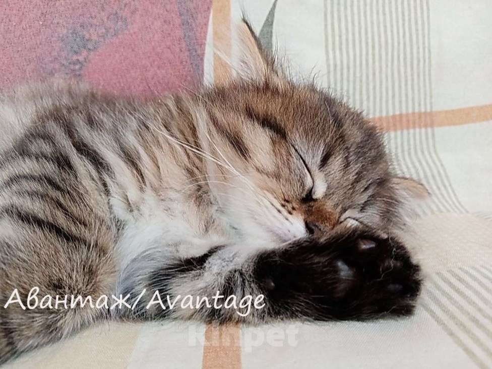 Кошки в Санкт-Петербурге: Сибирский котенок клубный, с документами, девочка  Девочка, Бесплатно - фото 7