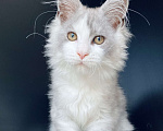 Кошки в Нижнем Новгороде: Мейн кун Мальчик, 25 000 руб. - фото 3