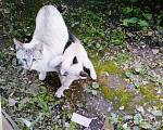 Кошки в Краснодаре: Кот для вязки, 700 руб. - фото 6