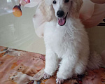 Собаки в Москве: Пудель малый средний белый Мальчик, 80 000 руб. - фото 1