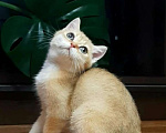 Кошки в Москве: Котенок золотая шиншилла Мальчик, 17 000 руб. - фото 1