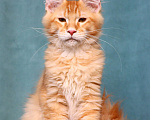 Кошки в Мытищах: Котенок Мейн-кун Мальчик, 40 000 руб. - фото 5