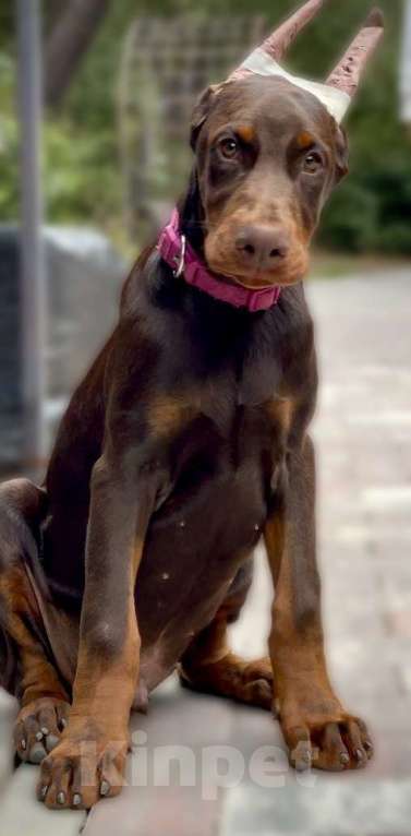 Собаки в Чехове: Шикарный щенокдобермана, 4.5 месяца Мальчик, 100 000 руб. - фото 1