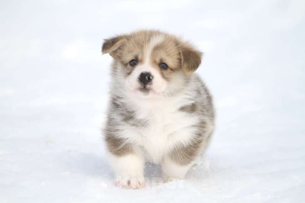 Собаки в Москве: Вельш корги пемброк Мальчик, 60 000 руб. - фото 3