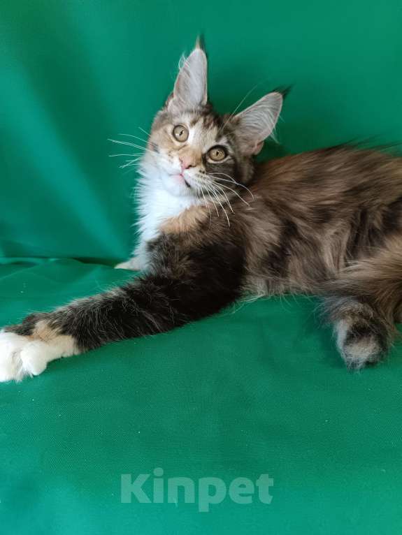 Кошки в других городах Владимирской области: Девочка мейн кун полидакт Девочка, Бесплатно - фото 2