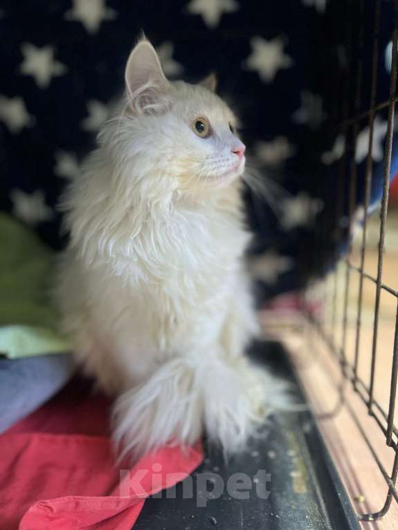 Кошки в Ногинске: Константин Первый среди Мурчащих в ожидании лучщей семьи Мальчик, Бесплатно - фото 3