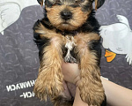 Собаки в Уфе: Щенок йоркширского терьера Разнополые, 25 000 руб. - фото 4