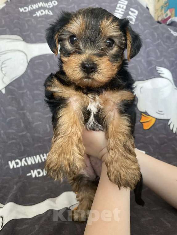 Собаки в Уфе: Щенок йоркширского терьера Разнополые, 25 000 руб. - фото 4