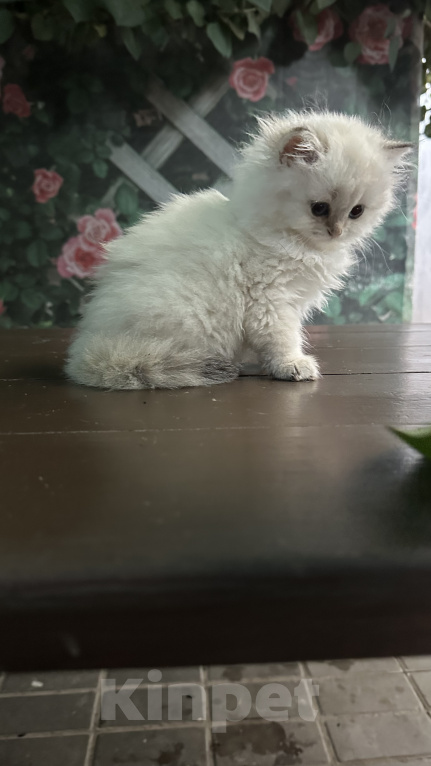 Кошки в Саке: Кошечка!!! Девочка, 25 000 руб. - фото 6