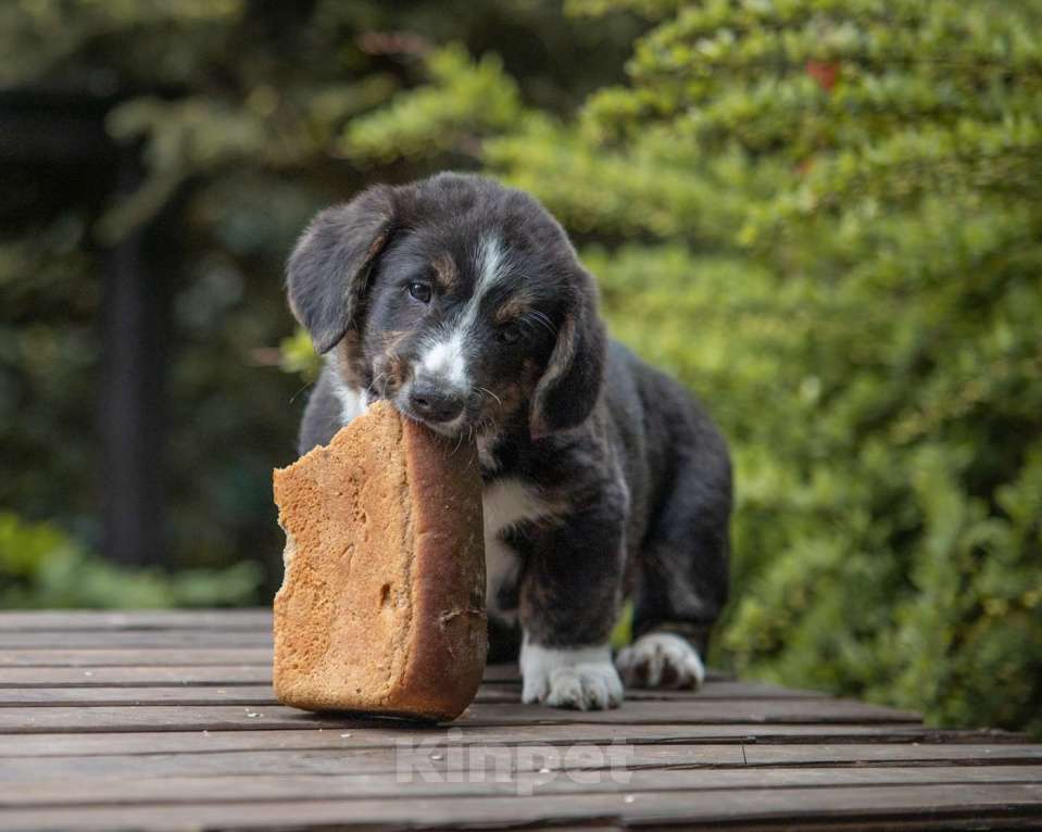 Собаки в других городах Московской области: вельш корги Девочка, Бесплатно - фото 5