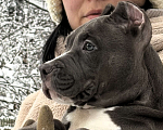 Собаки в других городах Московской области: Американский булли Мальчик 2 Мальчик, 200 000 руб. - фото 2