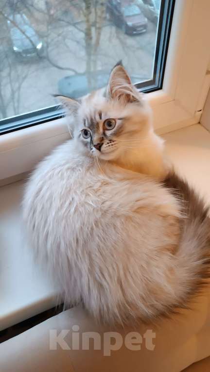 Кошки в Санкт-Петербурге: Невский маскарадный котенок Мальчик, 45 000 руб. - фото 3