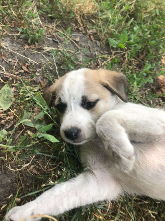 Собаки в Владикавказе: Отдам в добрые руки  Девочка, Бесплатно - фото 1