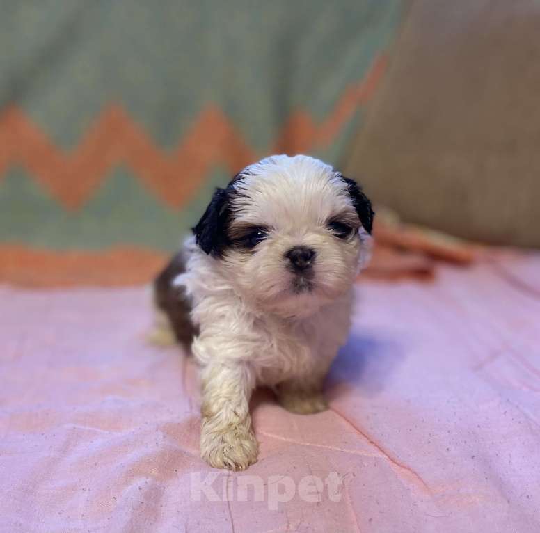 Собаки в Санкт-Петербурге: Обаятельная девочка ши тцу  Девочка, 40 000 руб. - фото 5