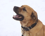 Собаки в Видном: Сникерс, 2 года Мальчик, Бесплатно - фото 7