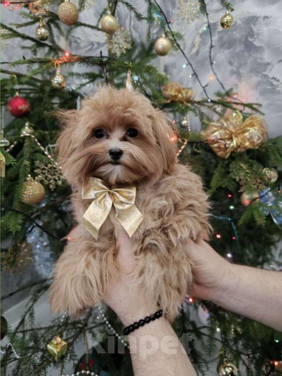 Собаки в Сергиеве Посаде: Мальтипу F1 девочка Девочка, 80 000 руб. - фото 2